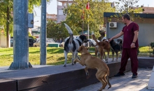11-ilcede-sahipsiz-hayvan-sayimi-tamamlandi-sV5jjNY2.jpg