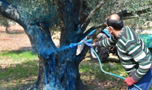 zeytin-ureticisine-ilac-oldu-ZJ9pAcYz.jpg