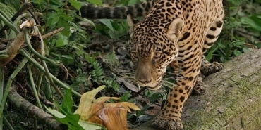 jaguar-guyananin-orman-ustasi-3-mayis-cumartesi-gunu-2000de-national-geographic-wild-ekranlarinda-AINgO2p6.jpg
