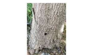kavaciktaki-hasta-agaclar-alandan-uzaklastirilacak-BdVMkidP.jpg