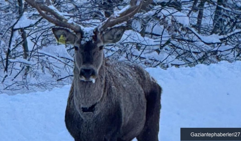 karla-kapli-kuzuyaylada-kizil-geyik-goruntulendi-lLZtkJf1.jpg
